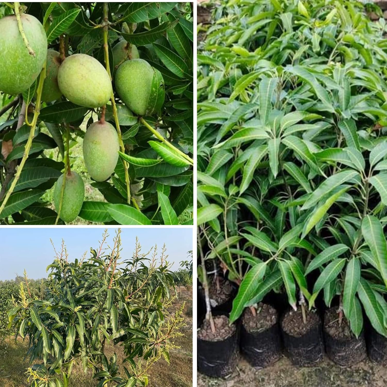 Amarpali Mango Plant